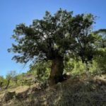 Erzincan’daki 10 sakız ağacı,‘anıt ağaç’ olarak tescillenip korumaya alındı.